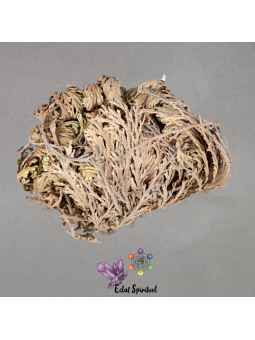 Rose de Jéricho pour absorber les odeurs et purifier l'air