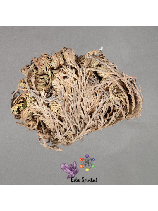 Rose de Jéricho pour absorber les odeurs et purifier l'air