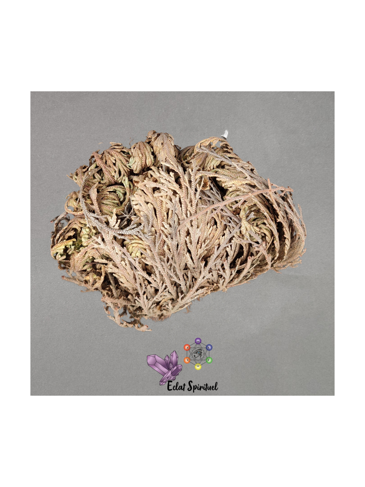 Rose de Jéricho pour absorber les odeurs et purifier l'air