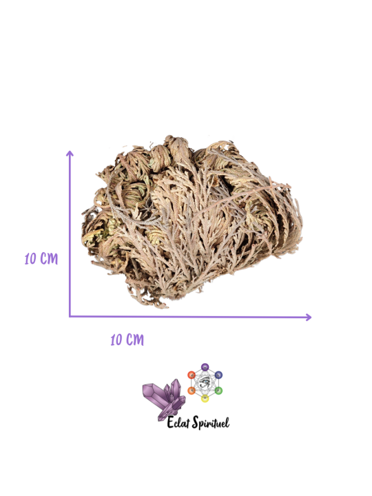 Rose de Jéricho pour absorber les odeurs et purifier l'air