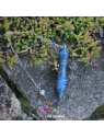 Pendule de Thot Apatite Bleue | Eclat Spirituel