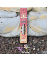 Encens HERBIO Santal – Encens naturel premium