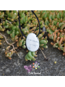 Howlite en pierre percée