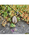 Pendentif Bronzite – Pierre naturelle percée