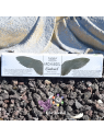 Coffret bâton encens Goloka 7 Archanges | 7 x 15 g