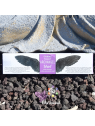 Coffret bâton encens Goloka 7 Archanges | 7 x 15 g