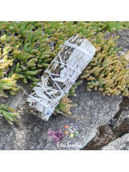 Yerba Santa avec sauge blanche en bâton de 10 CM pour purification