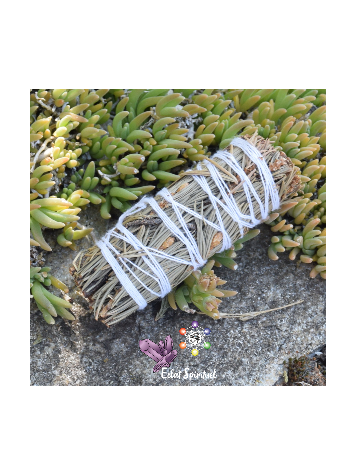 Pin en fagot de 10 CM pour purification