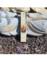 Encens Saint Joseph au Lys 15 g