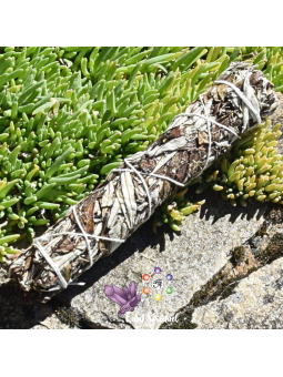 Yerba Santa en bâton de 20 CM pour purification