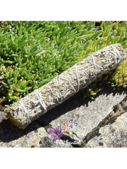 Sauge bleu en bâton de 20 CM pour purification
