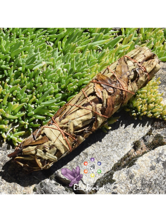 Bâton de Yerba Santa 20 cm | Fumigation Naturelle