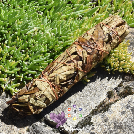Bâton de Yerba Santa 20 cm | Fumigation Naturelle
