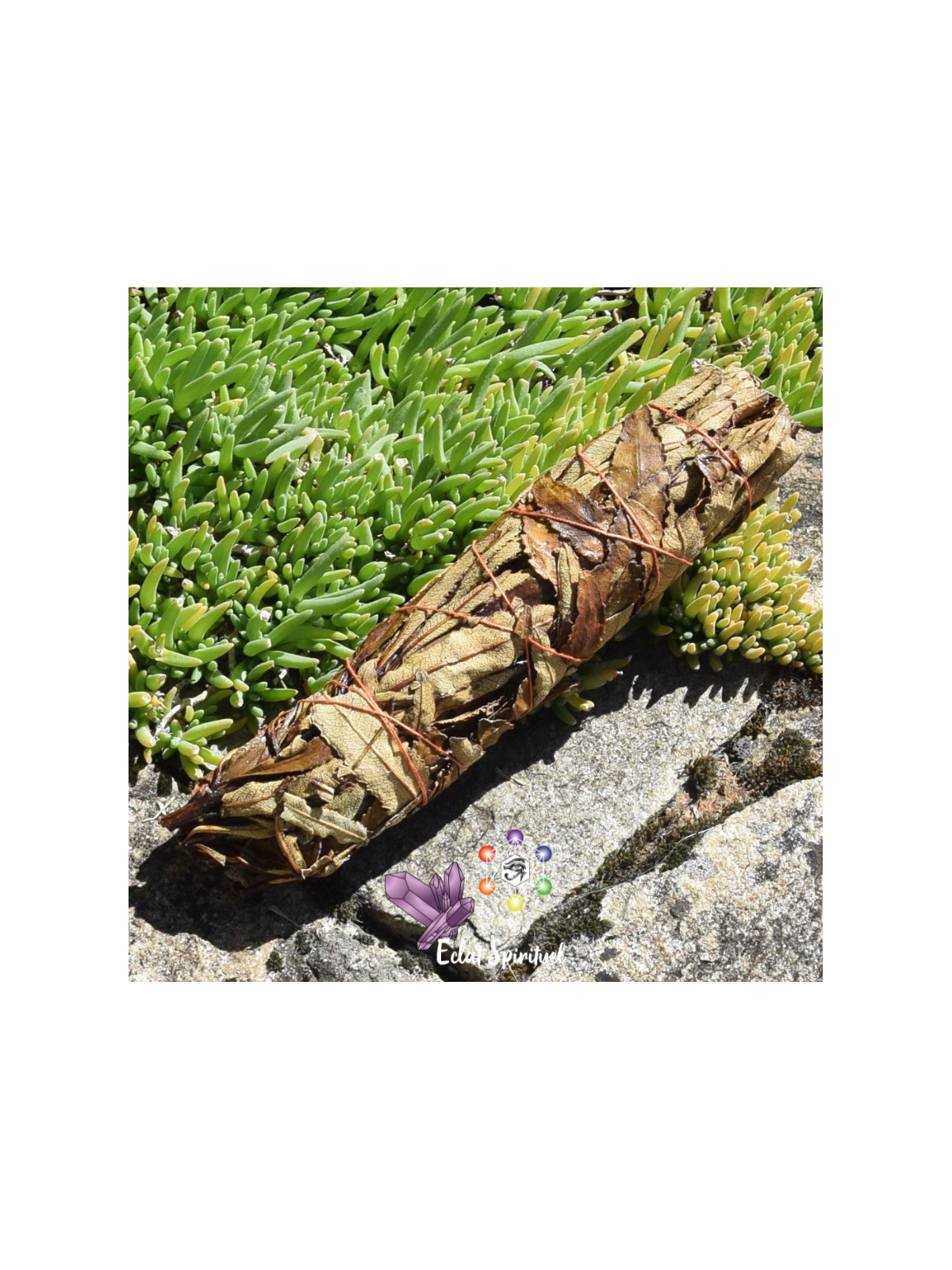 Bâton de Yerba Santa 20 cm | Fumigation Naturelle